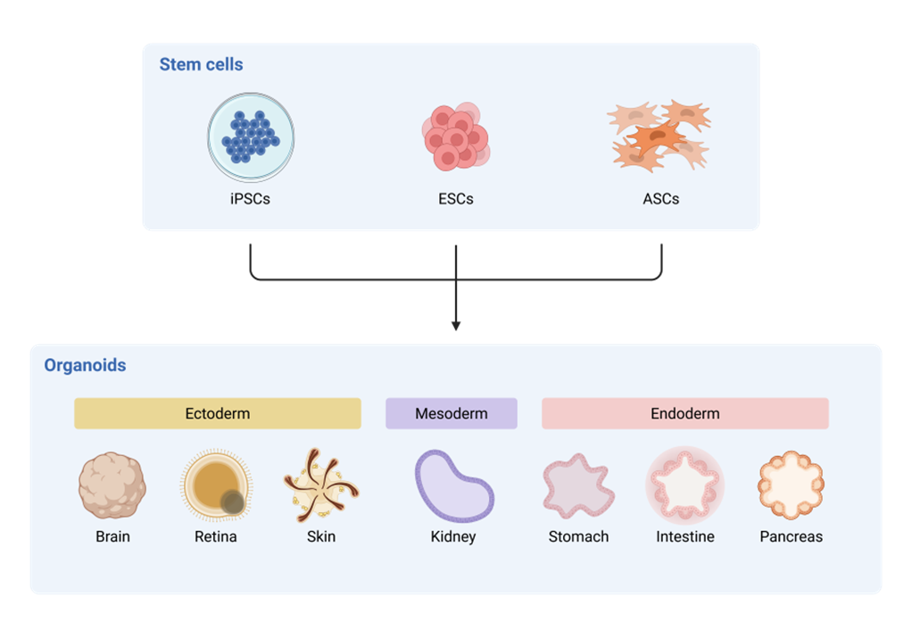 News details PELOBiotech GmbH