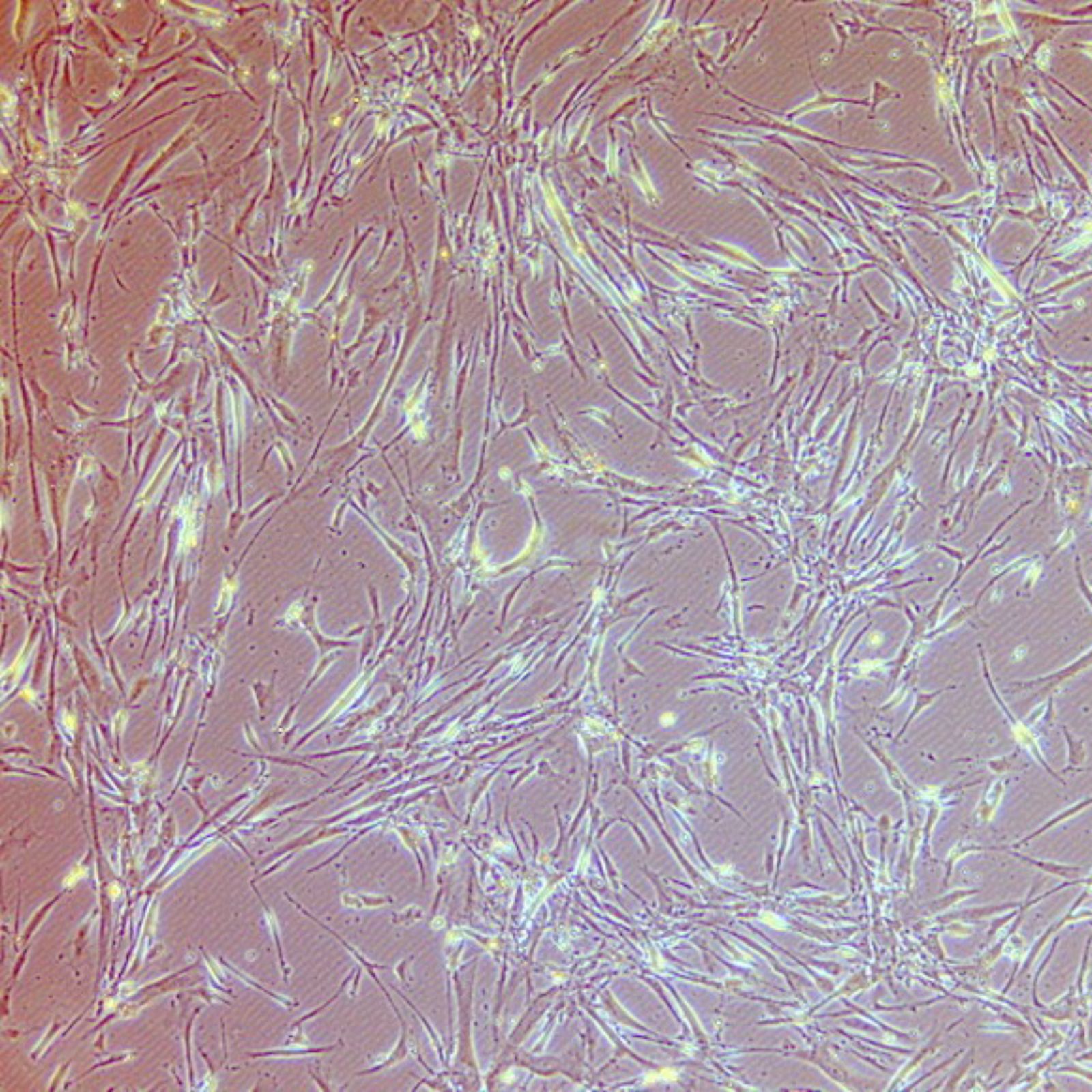 News PELOBiotech GmbH