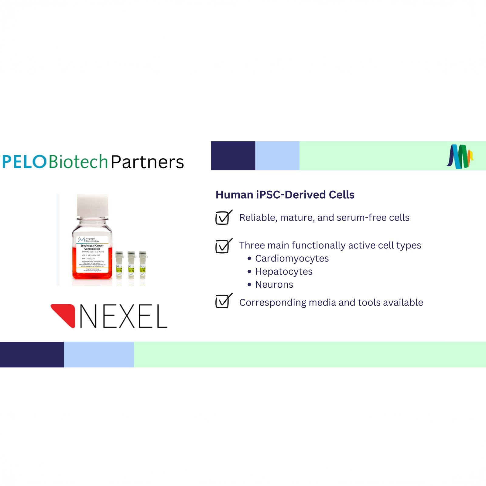 News PELOBiotech GmbH