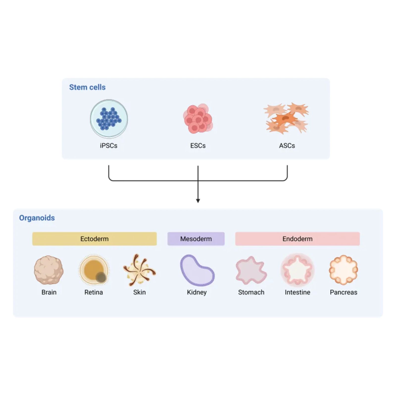 News PELOBiotech GmbH